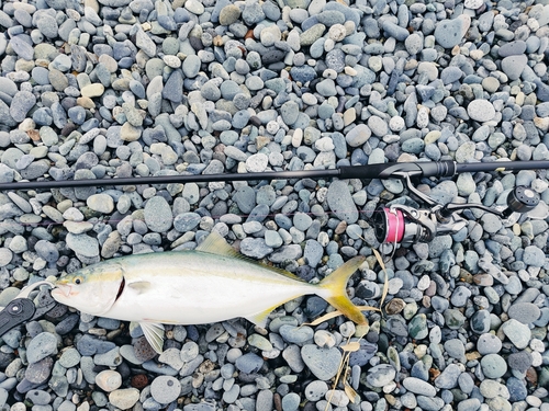 イナダの釣果