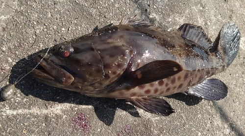 チャイロマルハタの釣果