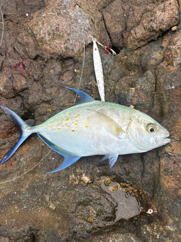 カスミアジの釣果