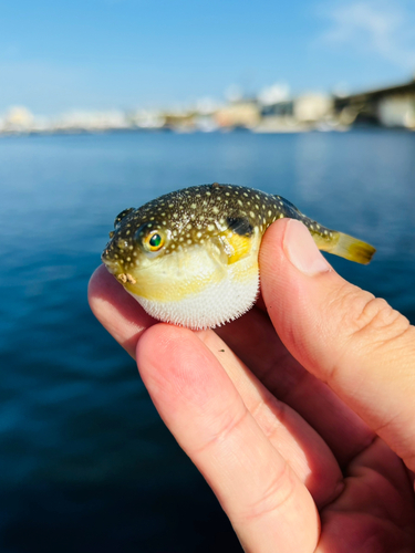 フグの釣果