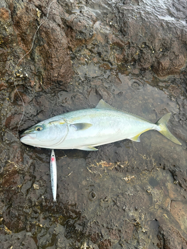 イナダの釣果