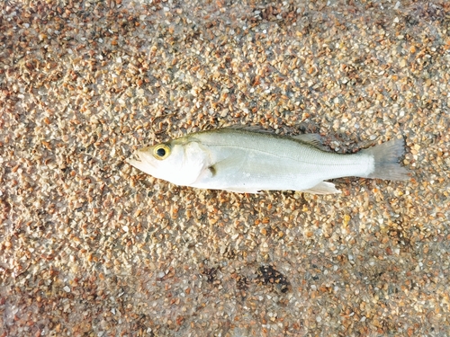 セイゴ（マルスズキ）の釣果