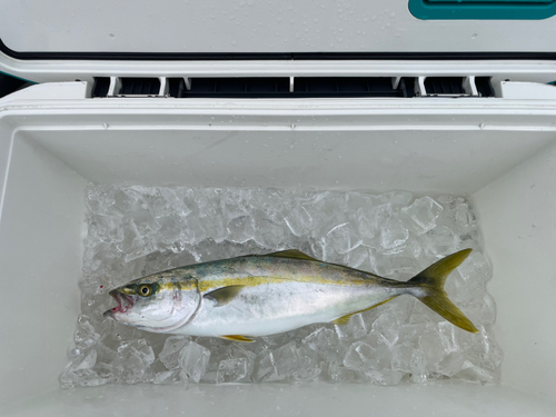 イナダの釣果