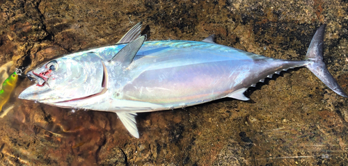 スマカツオの釣果