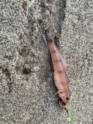 リュウグウハゼの釣果