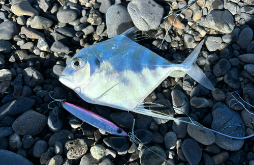 イトヒキアジの釣果