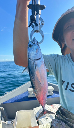 カツオの釣果