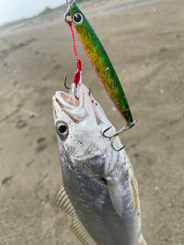 ニベの釣果