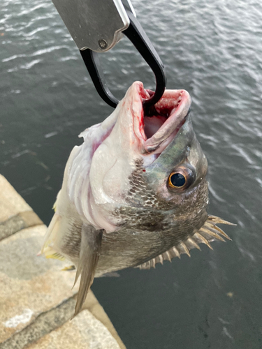 キビレの釣果