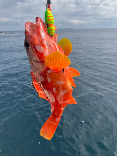 アカハタの釣果