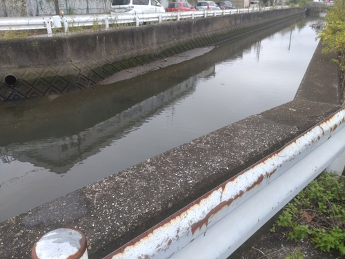 ハゼの釣果