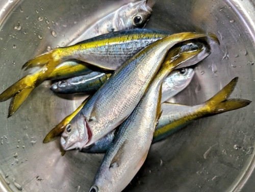 タカベの釣果