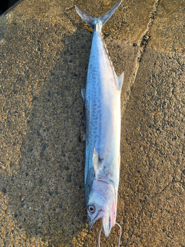 サゴシの釣果