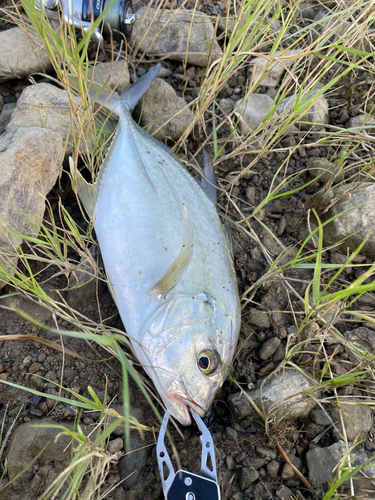 オニヒラアジの釣果