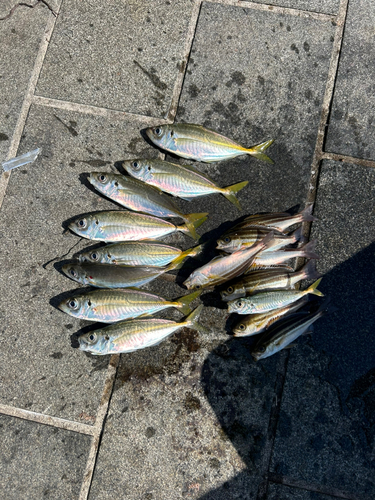 アジの釣果