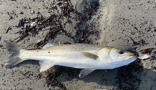 スズキの釣果