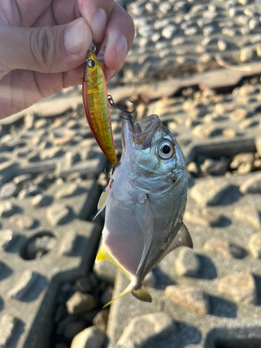 メッキの釣果