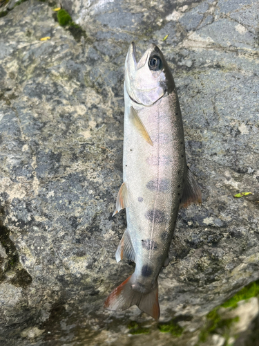 ヤマメの釣果