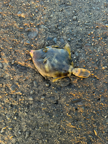 カワハギの釣果