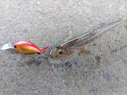 ハゼの釣果