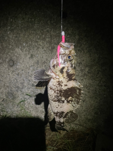 タケノコメバルの釣果