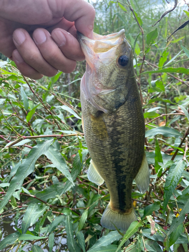 ラージマウスバスの釣果