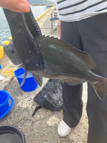 メジナの釣果