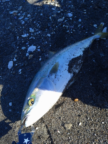 イナダの釣果