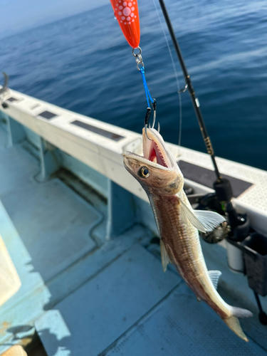 エソの釣果