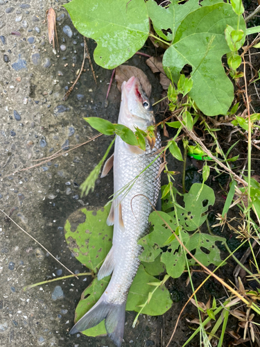 ニゴイの釣果