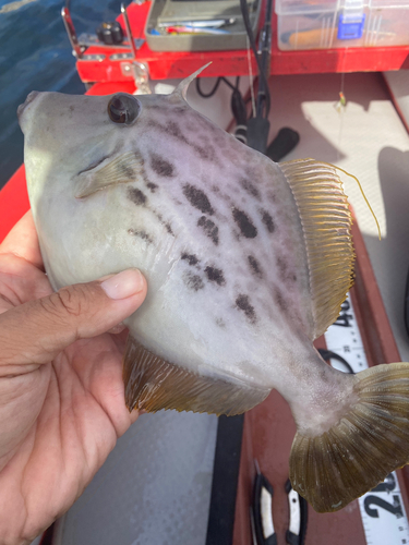 カワハギの釣果