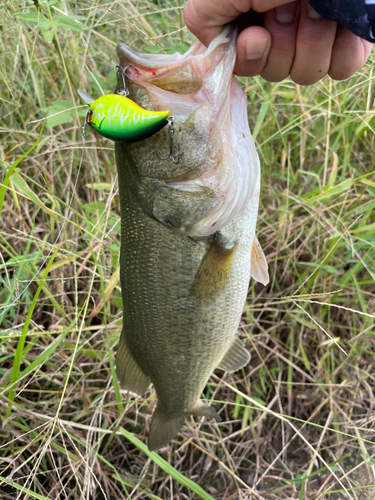 ブラックバスの釣果