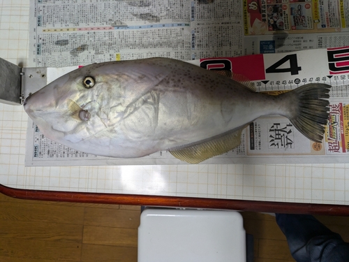 ウマヅラハギの釣果