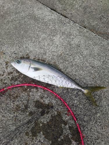 ワカシの釣果