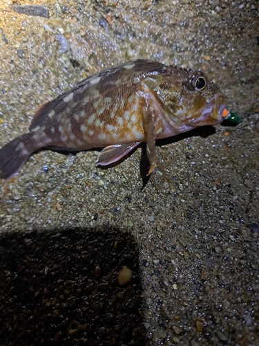 カサゴの釣果