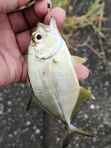 メッキの釣果