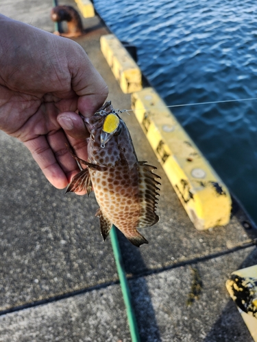 オオモンハタの釣果