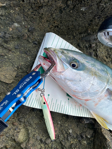 イナダの釣果