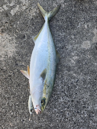 ツバスの釣果