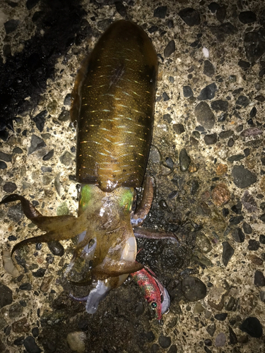 アオリイカの釣果