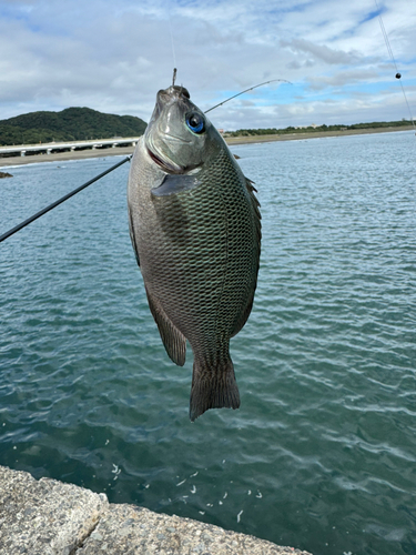 メジナの釣果