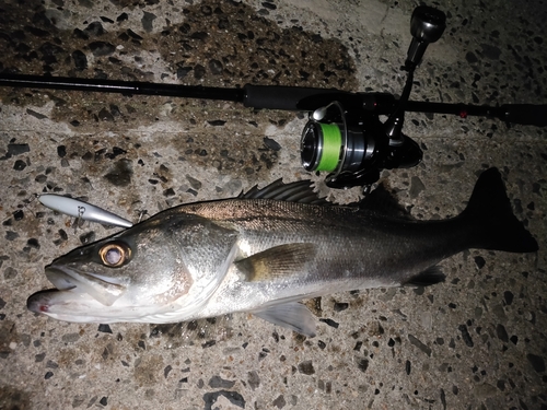 シーバスの釣果