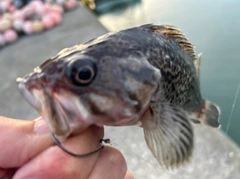 クロソイの釣果