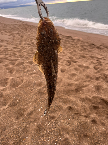 マゴチの釣果