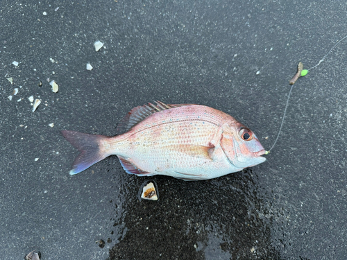 チャリコの釣果