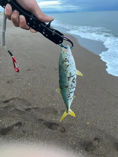 ワカシの釣果