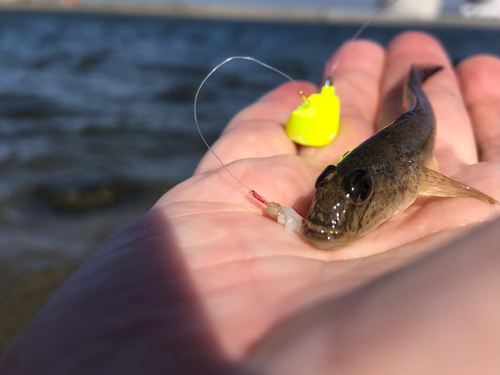 マハゼの釣果