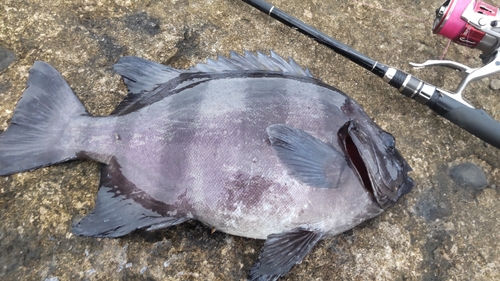 イシダイの釣果