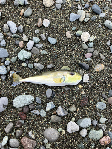 シロサバフグの釣果