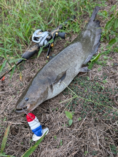 ナマズの釣果